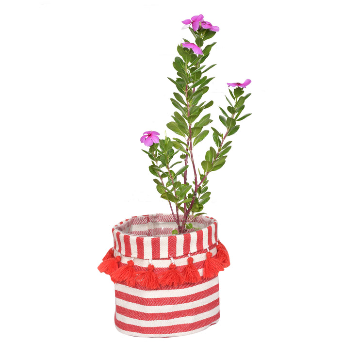 Candy Cane Planter cum Storage Basket